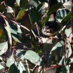 Rhipidura albiscapa (Grey Fantail) at Deakin, ACT - 22 Sep 2020 by TomT