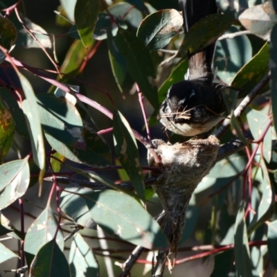 Rhipidura albiscapa (Grey Fantail) at Red Hill Nature Reserve - 22 Sep 2020 by TomT