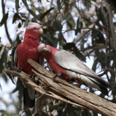 Eolophus roseicapilla (Galah) at Majura, ACT - 17 Sep 2020 by jbromilow50