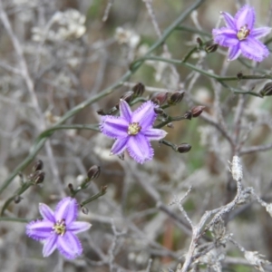 Thysanotus patersonii at Theodore, ACT - 19 Sep 2020 11:40 AM