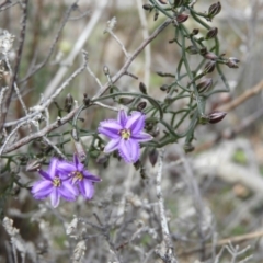 Thysanotus patersonii at Theodore, ACT - 19 Sep 2020