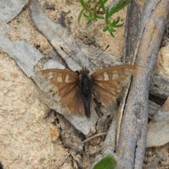 Junonia villida (Meadow Argus) at Tuggeranong Hill - 19 Sep 2020 by MatthewFrawley