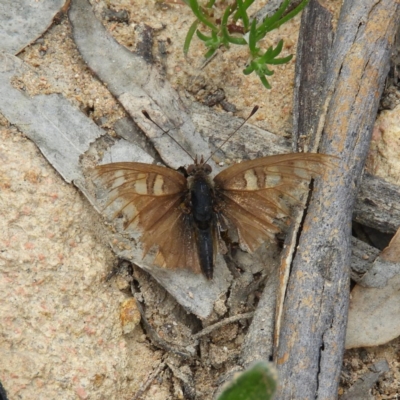 Junonia villida (Meadow Argus) at Tuggeranong Hill - 19 Sep 2020 by MatthewFrawley