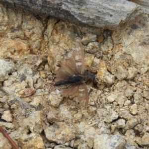 Junonia villida at Theodore, ACT - 19 Sep 2020