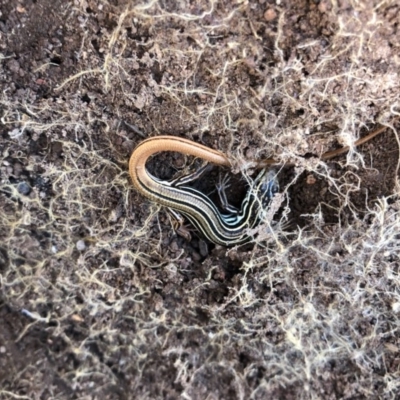 Ctenotus taeniolatus (Copper-tailed Skink) at Ginninderry Conservation Corridor - 22 Sep 2020 by JasonC