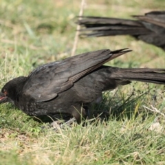 Corcorax melanorhamphos (White-winged Chough) at Majura, ACT - 16 Sep 2020 by jb2602