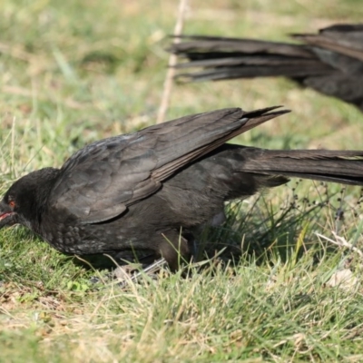 Corcorax melanorhamphos (White-winged Chough) at Majura, ACT - 16 Sep 2020 by jb2602