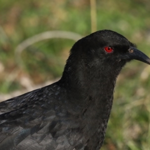 Corcorax melanorhamphos at Majura, ACT - 16 Sep 2020