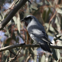 Coracina novaehollandiae (Black-faced Cuckooshrike) at Mount Ainslie - 16 Sep 2020 by jb2602