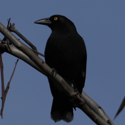Strepera graculina (Pied Currawong) at Mount Ainslie - 16 Sep 2020 by jb2602