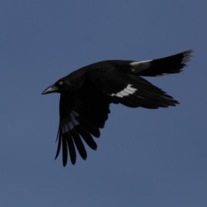 Strepera graculina at Majura, ACT - 16 Sep 2020