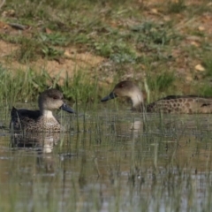 Anas gracilis (Grey Teal) at Mount Ainslie - 16 Sep 2020 by jb2602