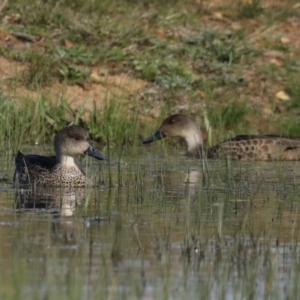 Anas gracilis at Majura, ACT - 16 Sep 2020 03:32 PM