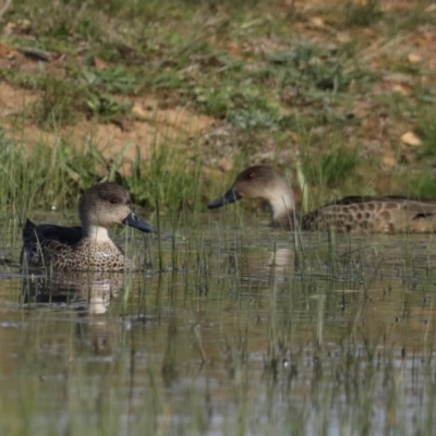 Anas gracilis (Grey Teal) at Majura, ACT - 16 Sep 2020 by jbromilow50