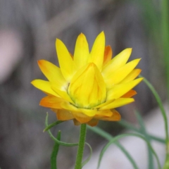 Xerochrysum viscosum (Sticky Everlasting) at Acton, ACT - 23 Sep 2020 by ConBoekel