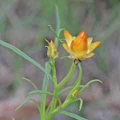 Xerochrysum viscosum at Acton, ACT - 23 Sep 2020