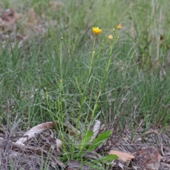 Xerochrysum viscosum at Acton, ACT - 23 Sep 2020