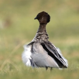 Chenonetta jubata at Majura, ACT - 16 Sep 2020 03:33 PM