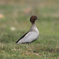 Chenonetta jubata at Majura, ACT - 16 Sep 2020 03:33 PM