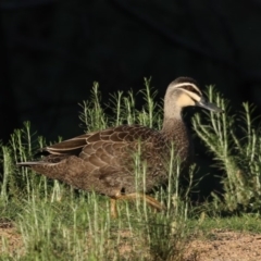 Anas superciliosa (Pacific Black Duck) at Majura, ACT - 16 Sep 2020 by jb2602