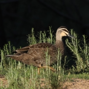 Anas superciliosa at Majura, ACT - 16 Sep 2020