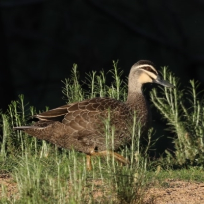 Anas superciliosa (Pacific Black Duck) at Mount Ainslie - 16 Sep 2020 by jb2602