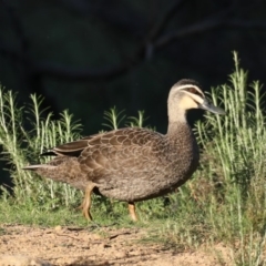 Anas superciliosa at Majura, ACT - 16 Sep 2020