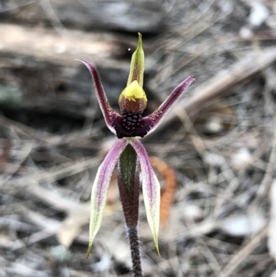 Caladenia actensis (Canberra Spider Orchid) by Rebeccaryanactgov