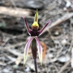 Caladenia actensis (Canberra Spider Orchid) at Majura, ACT - 22 Sep 2020 by Rebeccaryanactgov