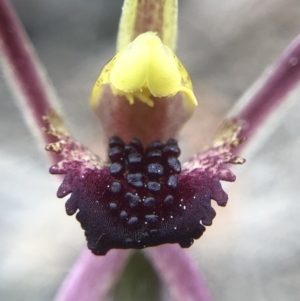 Caladenia actensis at suppressed - suppressed