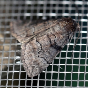 Dysbatus undescribed species at O'Connor, ACT - 19 Sep 2020