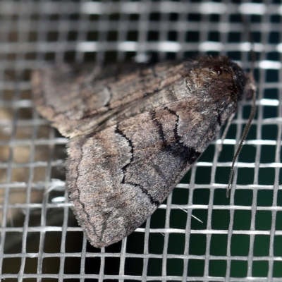 Dysbatus undescribed species (A Line-moth) at O'Connor, ACT - 18 Sep 2020 by ibaird