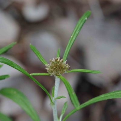 Euchiton sphaericus (star cudweed) at Acton, ACT - 23 Sep 2020 by ConBoekel