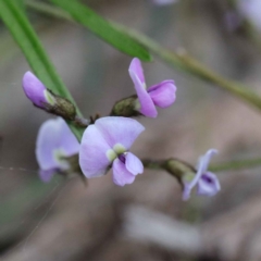 Glycine clandestina (Twining Glycine) at Acton, ACT - 22 Sep 2020 by ConBoekel