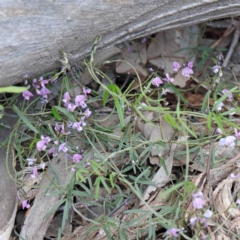 Glycine clandestina at Acton, ACT - 23 Sep 2020 09:12 AM