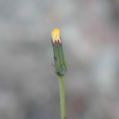 Hypochaeris glabra (Smooth Catsear) at Acton, ACT - 22 Sep 2020 by ConBoekel