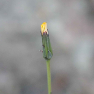 Hypochaeris glabra (Smooth Catsear) at Acton, ACT - 23 Sep 2020 by ConBoekel