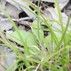 Hypochaeris glabra at Acton, ACT - 23 Sep 2020