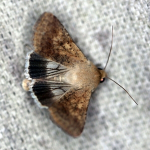 Helicoverpa punctigera at O'Connor, ACT - 19 Sep 2020