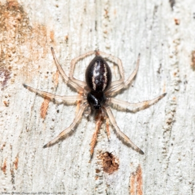 Euryopis umbilicata (Striped tick spider) at Kowen, ACT - 23 Sep 2020 by Roger