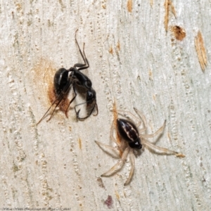 Euryopis umbilicata at Kowen, ACT - 23 Sep 2020