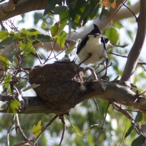 Grallina cyanoleuca at Black Range, NSW - 23 Sep 2020