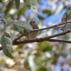 Pardalotus punctatus (Spotted Pardalote) at Black Range, NSW - 23 Sep 2020 by MatthewHiggins