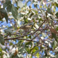 Pardalotus punctatus at Black Range, NSW - 23 Sep 2020