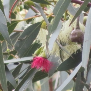 Eucalyptus leucoxylon at Jerrabomberra Wetlands - 23 Sep 2020 10:42 AM