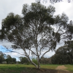 Eucalyptus leucoxylon at Jerrabomberra Wetlands - 23 Sep 2020 10:42 AM