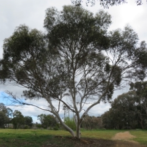 Eucalyptus leucoxylon at Jerrabomberra Wetlands - 23 Sep 2020