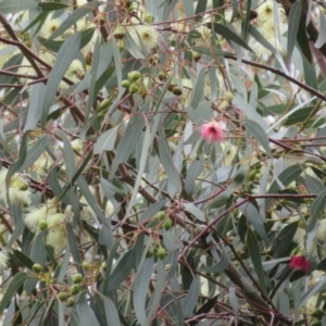 Eucalyptus leucoxylon at Jerrabomberra Wetlands - 23 Sep 2020 10:42 AM