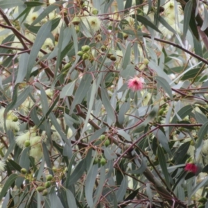 Eucalyptus leucoxylon at Fyshwick, ACT - 23 Sep 2020