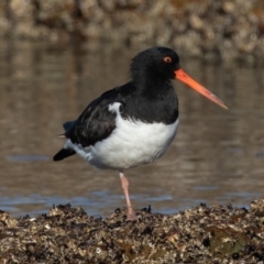 Haematopus finschi (South Island Pied Oystercatcher) at Broulee Moruya Nature Observation Area - 25 Jun 2020 by rawshorty